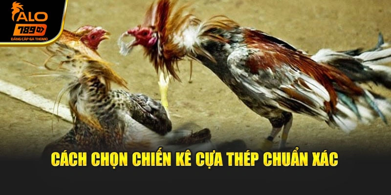 Cách chọn chiến kê cựa thép chuẩn xác