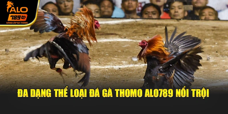Đa dạng thể loại đá gà Thomo Alo789 nổi trội