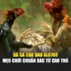 Đá Gà Cựa Dao Alo789 | Mẹo Chơi Chuẩn Xác Từ Cao Thủ