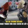 Đá Gà Thomo Alo789 – Nơi Giao Tranh Của Các Chiến Kê Lẫy Lừng