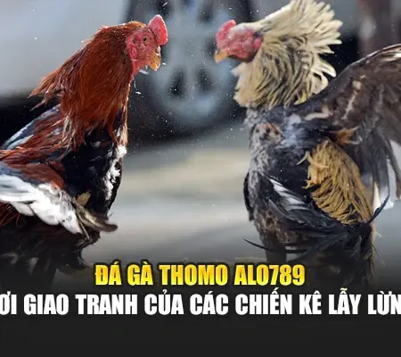 Đá Gà Thomo Alo789 – Nơi Giao Tranh Của Các Chiến Kê Lẫy Lừng