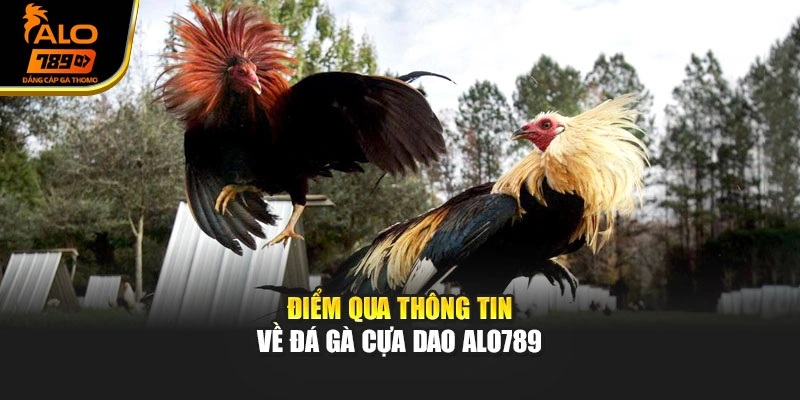 Điểm qua thông tin về đá gà cựa dao Alo789