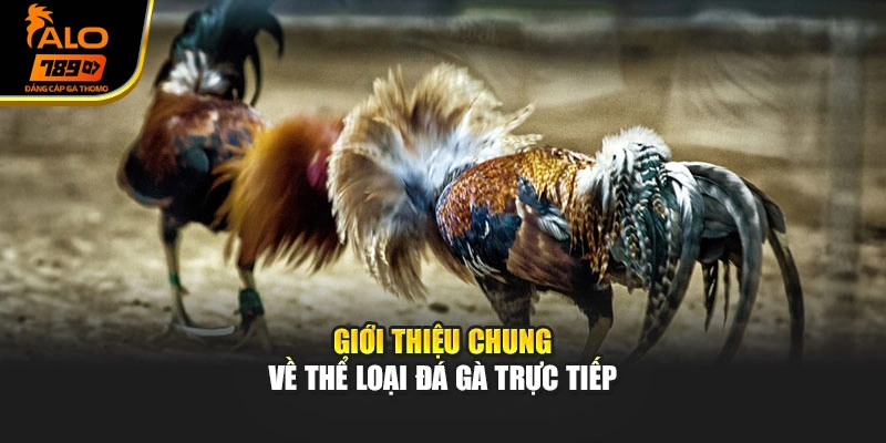 Giới thiệu chung về thể loại đá gà trực tiếp