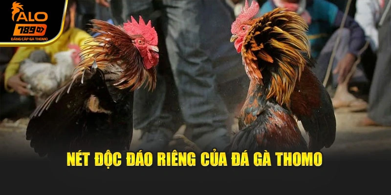 Nét độc đáo riêng của đá gà Thomo