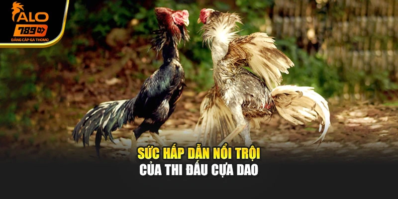 Sức hấp dẫn nổi trội của thi đấu cựa dao