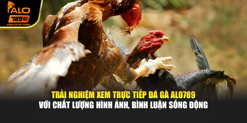 Trải nghiệm xem trực tiếp đá gà Alo789 với chất lượng hình ảnh, bình luận sống động