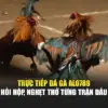 Trực Tiếp Đá Gà Alo789 – Hồi Hộp, Nghẹt Thở Từng Trận Đấu