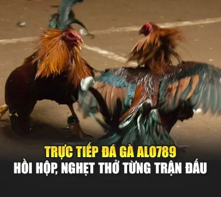 Trực Tiếp Đá Gà Alo789 – Hồi Hộp, Nghẹt Thở Từng Trận Đấu
