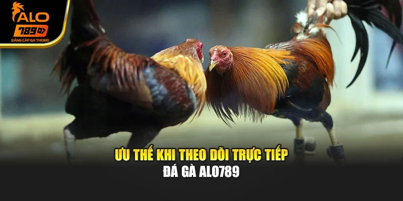 Ưu thế khi theo dõi trực tiếp đá gà Alo789