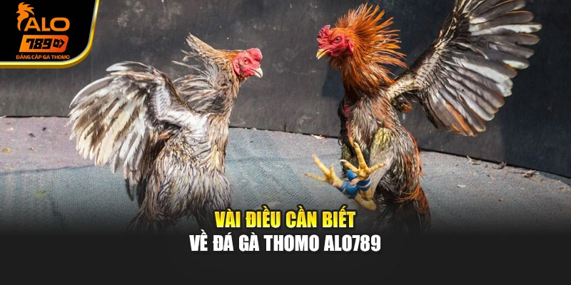 Vài điều cần biết về đá gà Thomo Alo789